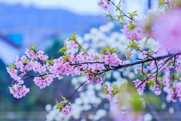 花开无忧，生命的绽放与无畏前行